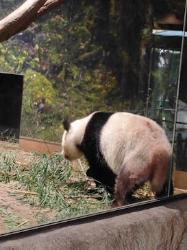 恩賜上野動物園に投稿された画像（2026/1/25）