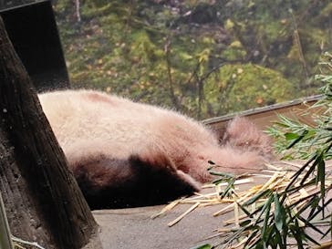 恩賜上野動物園に投稿された画像（2026/1/25）