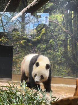 恩賜上野動物園に投稿された画像（2026/1/25）