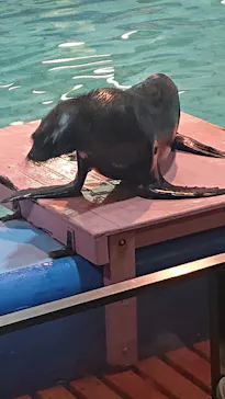 ゼロ距離水族館 伊勢シーパラダイスに投稿された画像（2026/1/25）