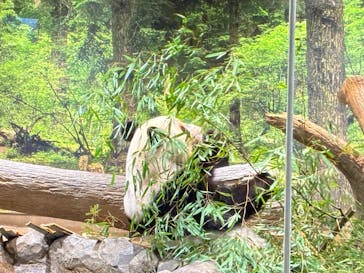 恩賜上野動物園に投稿された画像（2026/1/25）