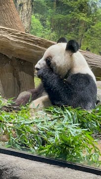 恩賜上野動物園に投稿された画像（2026/1/25）