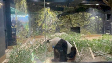 恩賜上野動物園に投稿された画像（2026/1/25）