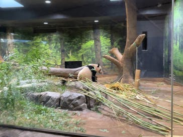 恩賜上野動物園に投稿された画像（2026/1/25）