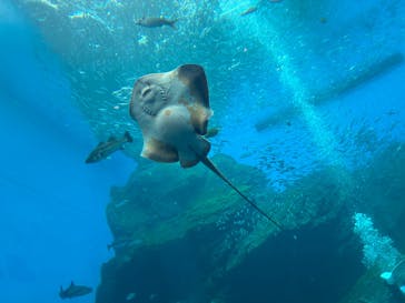 仙台うみの杜水族館に投稿された画像（2026/1/26）