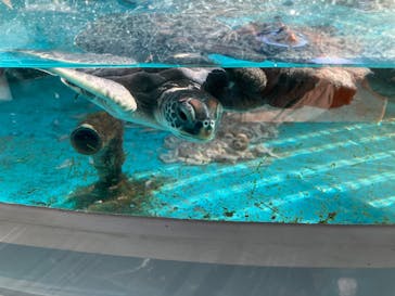 串本海中公園水族館に投稿された画像（2026/1/26）