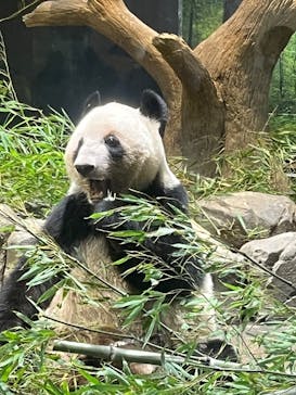 恩賜上野動物園に投稿された画像（2026/1/26）
