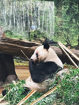 恩賜上野動物園に投稿された画像（2026/1/26）