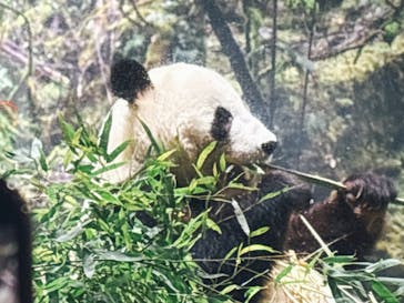 恩賜上野動物園に投稿された画像（2026/1/26）