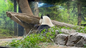 恩賜上野動物園に投稿された画像（2026/1/26）