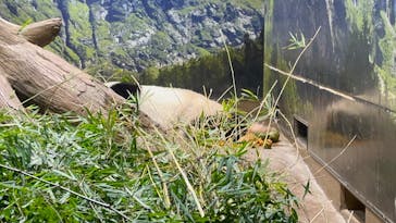 恩賜上野動物園に投稿された画像（2026/1/26）