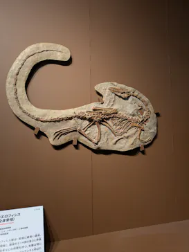 特別展「大絶滅展―生命史のビッグファイブ」に投稿された画像（2026/1/26）