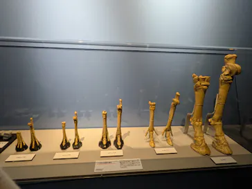 特別展「大絶滅展―生命史のビッグファイブ」に投稿された画像（2026/1/26）