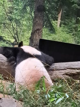 恩賜上野動物園に投稿された画像（2026/1/26）