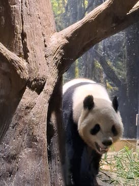 恩賜上野動物園に投稿された画像（2026/1/26）