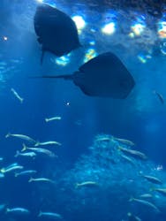 アクアワールド茨城県大洗水族館に投稿された画像（2026/1/26）