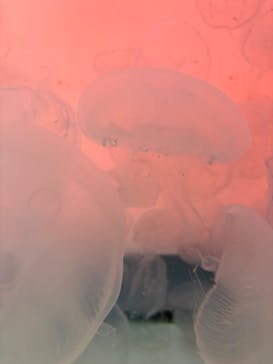 アクアワールド茨城県大洗水族館に投稿された画像（2026/1/26）