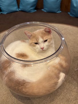 猫カフェモカ 名古屋栄店に投稿された画像（2026/1/26）