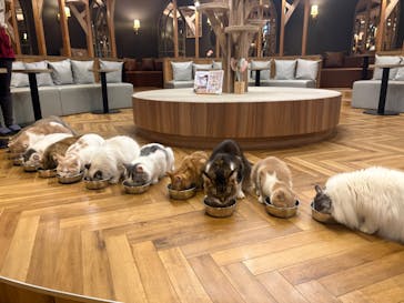 猫カフェモカ 名古屋栄店に投稿された画像（2026/1/26）