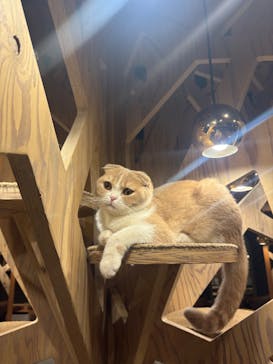 猫カフェモカ 名古屋栄店に投稿された画像（2026/1/26）