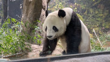 恩賜上野動物園に投稿された画像（2026/1/26）