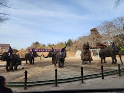 ANIMAL WONDER REZOURT 市原ぞうの国・サユリワールドに投稿された画像（2026/1/26）