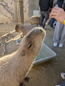 霞ケ浦 どうぶつとみんなのいえに投稿された画像（2026/1/26）