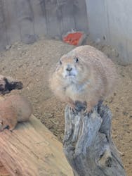 霞ケ浦 どうぶつとみんなのいえに投稿された画像（2026/1/26）