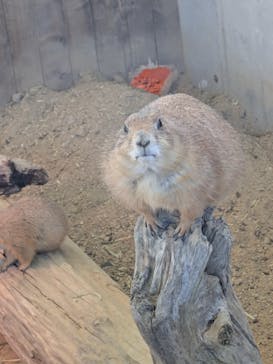 霞ケ浦 どうぶつとみんなのいえに投稿された画像（2026/1/26）