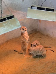 霞ケ浦 どうぶつとみんなのいえに投稿された画像（2026/1/26）