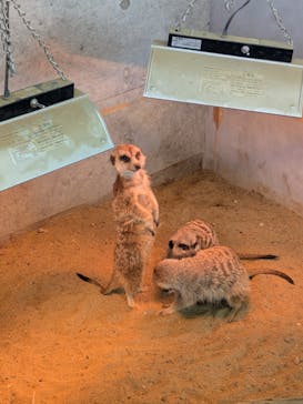 霞ケ浦 どうぶつとみんなのいえに投稿された画像（2026/1/26）