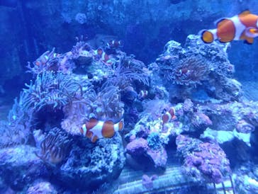 しながわ水族館に投稿された画像（2026/1/26）