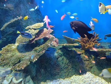 しながわ水族館に投稿された画像（2026/1/26）