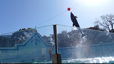 しながわ水族館に投稿された画像（2026/1/26）