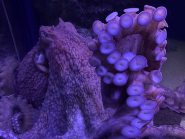 新江ノ島水族館に投稿された画像（2026/1/26）