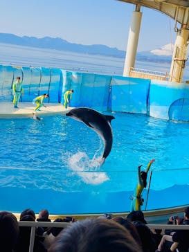 新江ノ島水族館に投稿された画像（2026/1/26）