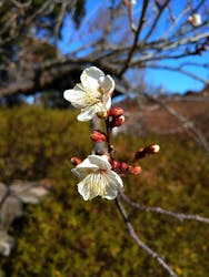 偕楽園本園に投稿された画像（2026/1/26）