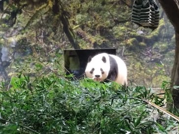 恩賜上野動物園に投稿された画像（2026/1/26）