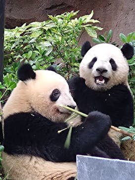 恩賜上野動物園に投稿された画像（2026/1/26）