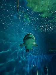 アクアワールド茨城県大洗水族館に投稿された画像（2026/1/26）