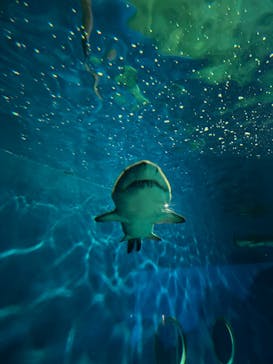 アクアワールド茨城県大洗水族館に投稿された画像（2026/1/26）