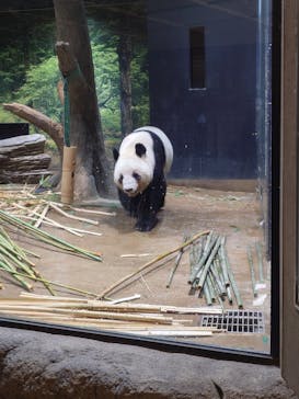 恩賜上野動物園に投稿された画像（2026/1/26）