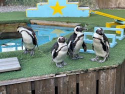 おさるランド＆アニタウン　日光さる軍団劇場に投稿された画像（2026/1/26）