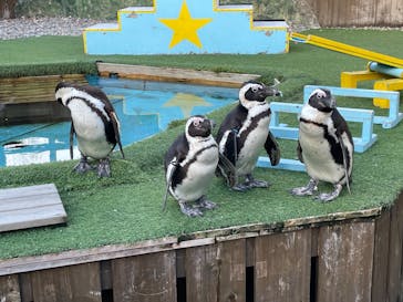 おさるランド＆アニタウン　日光さる軍団劇場に投稿された画像（2026/1/26）