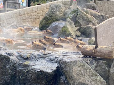 伊豆シャボテン動物公園に投稿された画像（2026/1/26）
