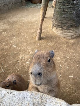 伊豆シャボテン動物公園に投稿された画像（2026/1/26）