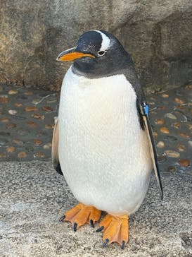 仙台うみの杜水族館に投稿された画像（2026/1/26）