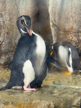 仙台うみの杜水族館に投稿された画像（2026/1/26）