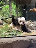 恩賜上野動物園に投稿された画像（2026/1/26）