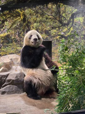 恩賜上野動物園に投稿された画像（2026/1/26）